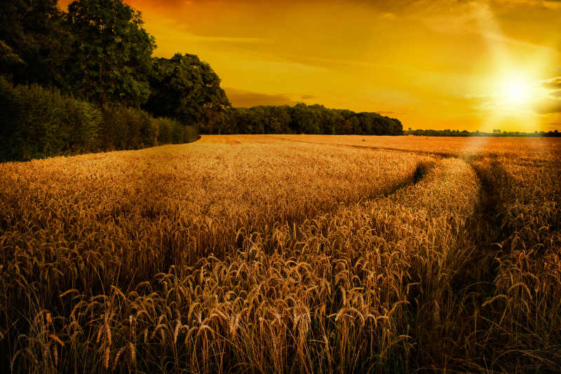 成熟的小麦被太阳照射着